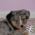 :iconlizzy05201: