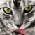 :iconlizzy92: