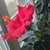 :iconlizzycak3: