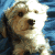 :iconljc567: