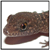 :iconllama-duck: