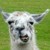 :iconllama2001: