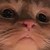 :iconllltruffleslll: