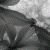 :iconllstevens77: