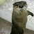 :iconlluuvia: