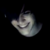 :iconlobitalunar: