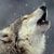 :iconlobo85blanco: