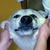 :iconlobografia: