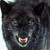 :iconlobowilker: