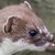 :iconlocalexplorer: