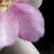 :iconlockedxobsessions: