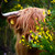 :iconlockwoodphoto: