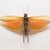 :iconlocustwinged: