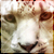 :iconloewenhertz: