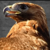 :iconloewenherz7: