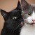 :iconlogicat-se1: