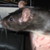 :iconlogicmouse: