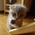:iconlola-lita: