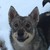 :iconlolcatznom: