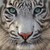 Lolli-Kitten :iconlolli-kitten:
