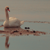 :iconlolli92: