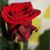 :iconlollipop1991: