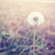 :iconlollipopgirl17: