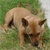 :iconlolloping-tbear: