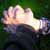 :iconLollypop88: