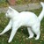 :iconlololuv1234: