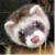 :iconlolothedancingferret: