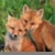 :iconlomns:
