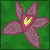 :iconlone-orchid: