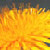 :iconlonelydandelion: