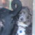 :iconlonelyplatypus: