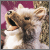 :iconlonercoyote: