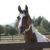 :iconlonerider95: