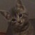 :iconlonesau: