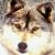 :iconlonewolf047: