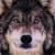 :iconlonewolf1990: