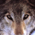 :iconlonewolf987: