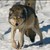 :iconlonewolfblood: