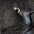 :iconlonewolfcave: