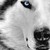 :iconlonewolfcs: