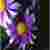 :iconlonewytch: