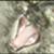 :iconlongtaillover: