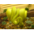 :iconlookingforhoofprints: