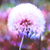 :iconlookingglass-2: