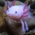 :iconlookingland: