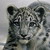 :iconloomy-the-leo: